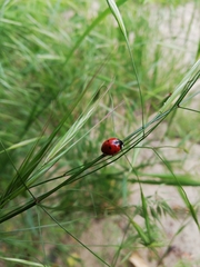 Coccinella septempunctata