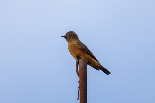Cliff Flycatcher