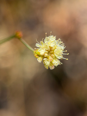 Eriogonum nudum, photograph (c) klicklo, some rights reserved (CC BY)