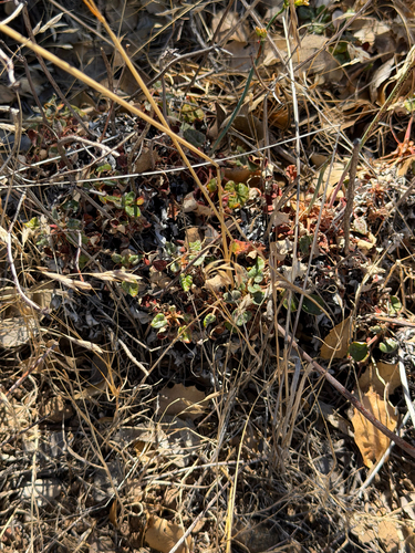 Eriogonum nudum, photograph 6