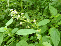 (c) W Rao, some rights reserved (CC BY) Adenocaulon himalaicum, photograph (c) W Rao, some rights reserved (CC BY)
