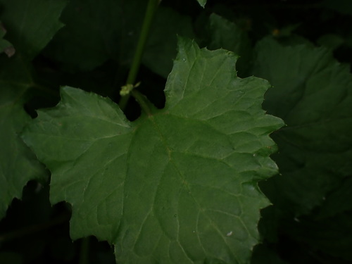 Adenocaulon himalaicum, photograph 2
