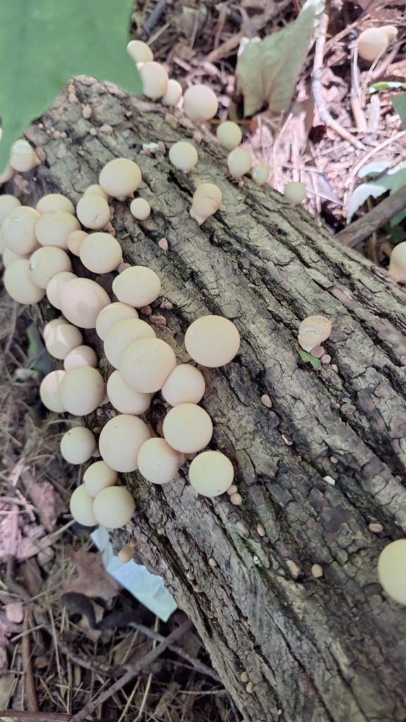 Pear-shaped Puffball · September 2026 · photo: Photo: (c) Pénélope, some rights reserved (CC BY) · iNaturalist