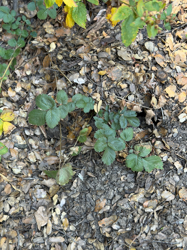 Drymocallis glandulosa, photograph 2