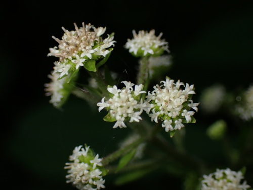 Adenocaulon himalaicum