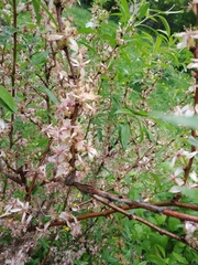 Amygdalus