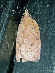 Planotortrix excessana