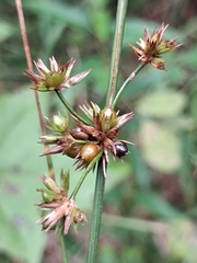 Juncus coriaceus