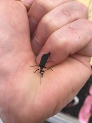 Podabrus brevicollis