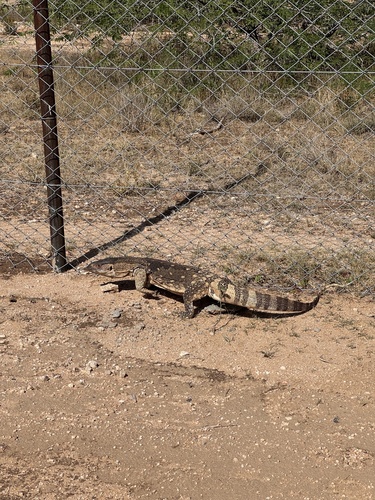 Rock Monitor