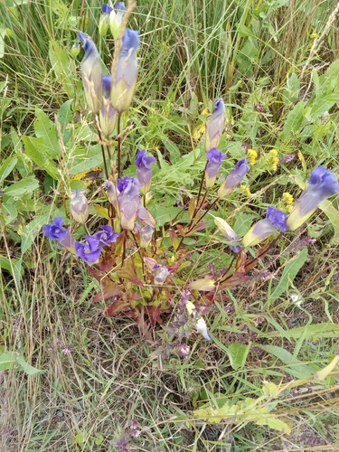 greater fringed gentian