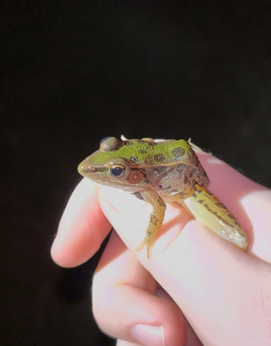 Southern Leopard Frog