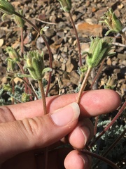 Chaenactis santolinoides