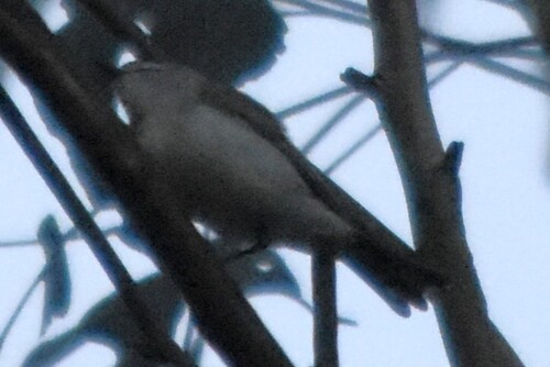 Western Gerygone