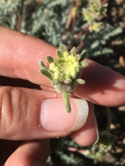 Chaenactis santolinoides