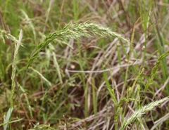 Limnodea arkansana