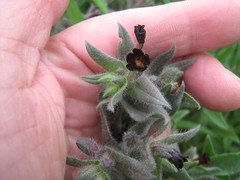 Nonea pulla