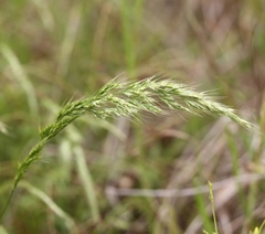 Limnodea arkansana