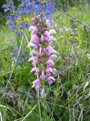 Salvia pratensis