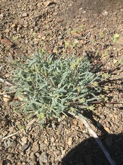 Chaenactis santolinoides