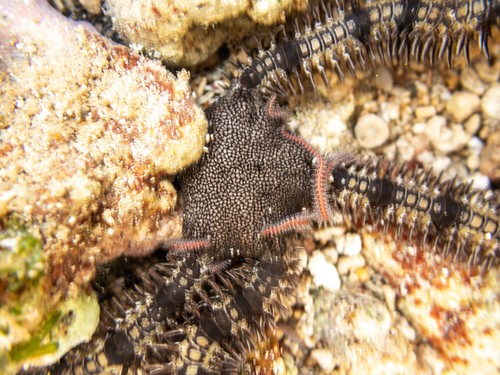 Breviturma dentata observed 2026-09-12