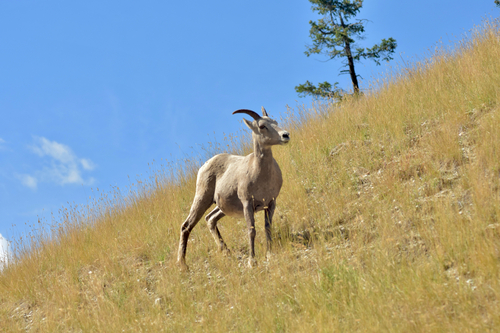 Rocky Mountain Bighorn Sheep