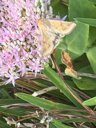 Corn Earworm Moth