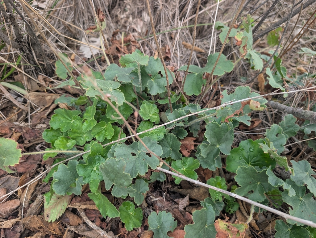 Heuchera richardsonii; photograph (c) Jeff Hansen, some rights reserved (CC BY)