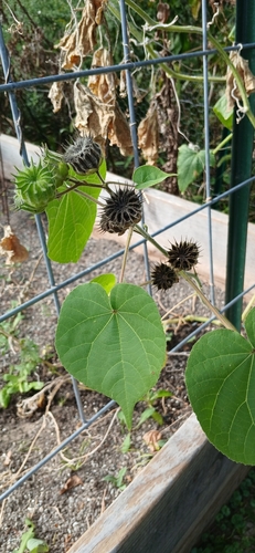 velvetleaf