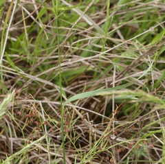 Limnodea arkansana
