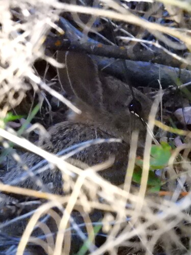 Mountain Cottontail