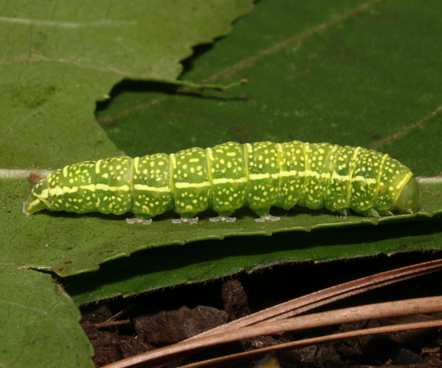 Large Paectes Moth photo 3