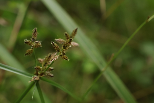 Cyperus sanguinolentus observed 2026-09-12