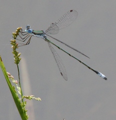 Lestes forficula