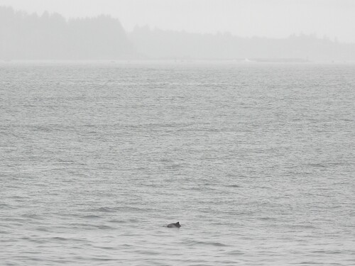 Harbor Porpoise observed by okaugust