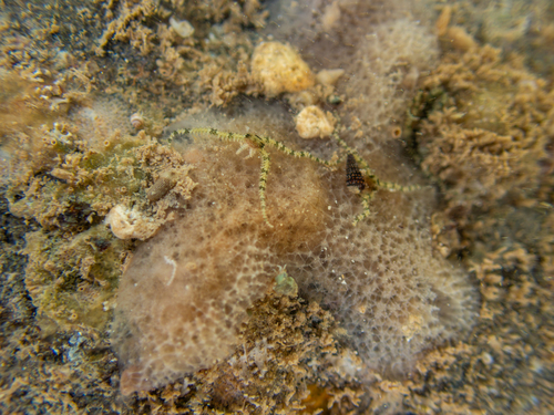 Ophiocomella observed 2026-09-12