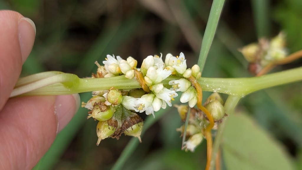 Cuscuta gronovii; photograph author not stated, no rights reserved