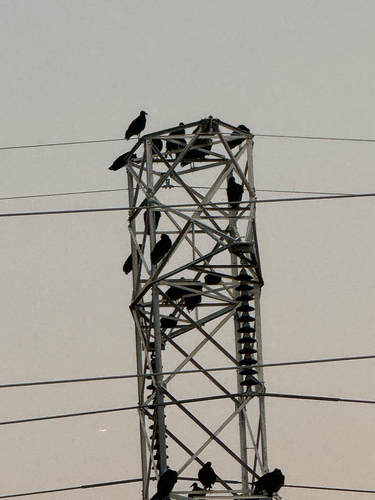 Black Vulture
