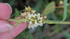 author not stated, no rights reserved Cuscuta gronovii, photograph author not stated, no rights reserved