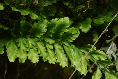 Vandenboschia auriculata observed 2026-09-12