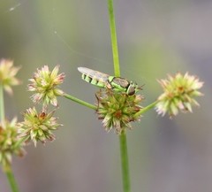 Odontomyia cincta