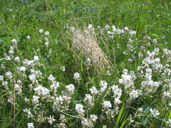Astragalus versicolor
