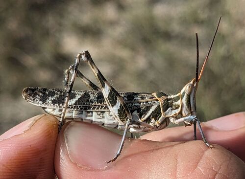 Texas Point-head Grasshopper