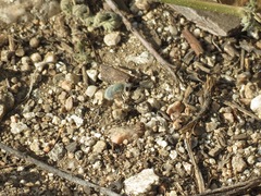 Triploechus sackenii