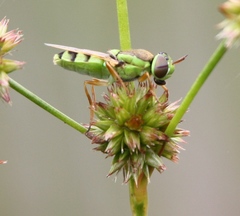 Odontomyia cincta