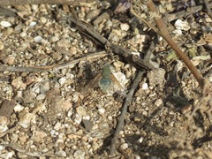 Triploechus sackenii