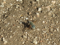 Triploechus sackenii