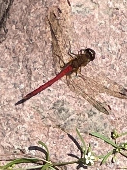 Autumn Meadowhawk