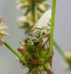 Odontomyia cincta