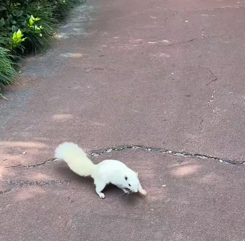 Pallas' Squirrel